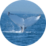 Whale Watching History
