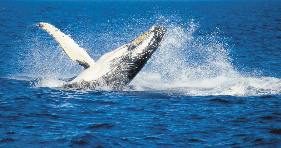 Humpback Whales