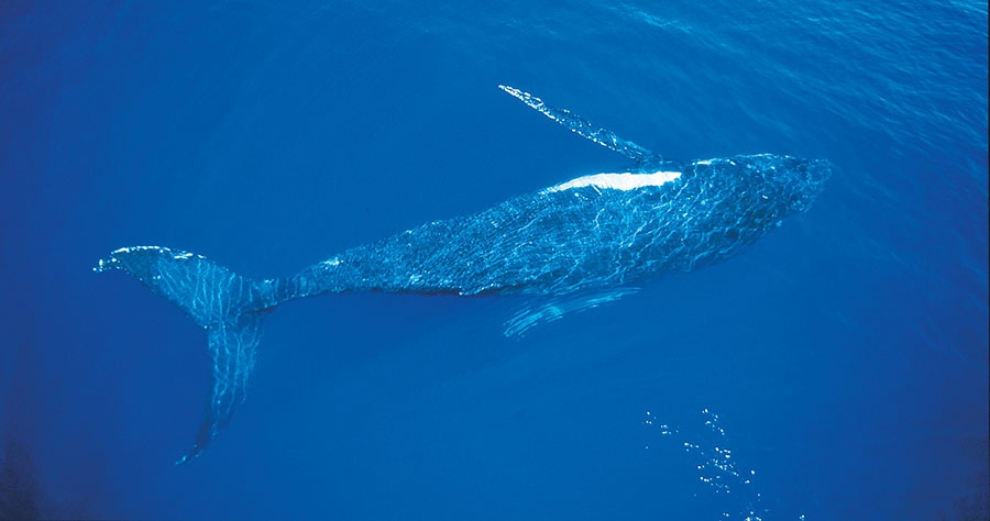 Whale Watching History