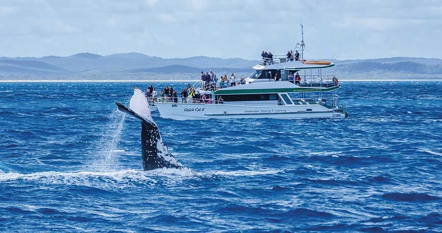 Holiday With Whales