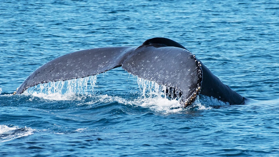 Say hello to the Humpbacks!